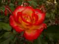 Single red yellow rose